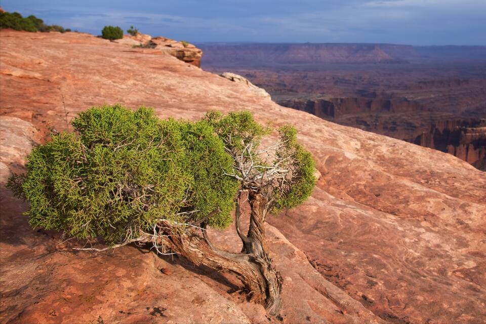 Un arbre creixent sobre un penya-segada vermella amb un congost al fons.