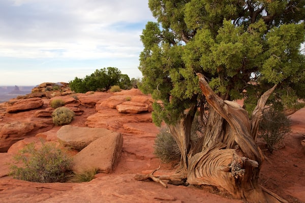 Un paysage accidenté, caractérisé par des formations rocheuses rouges, un grand arbre aux racines noueuses et une végétation clairsemée.