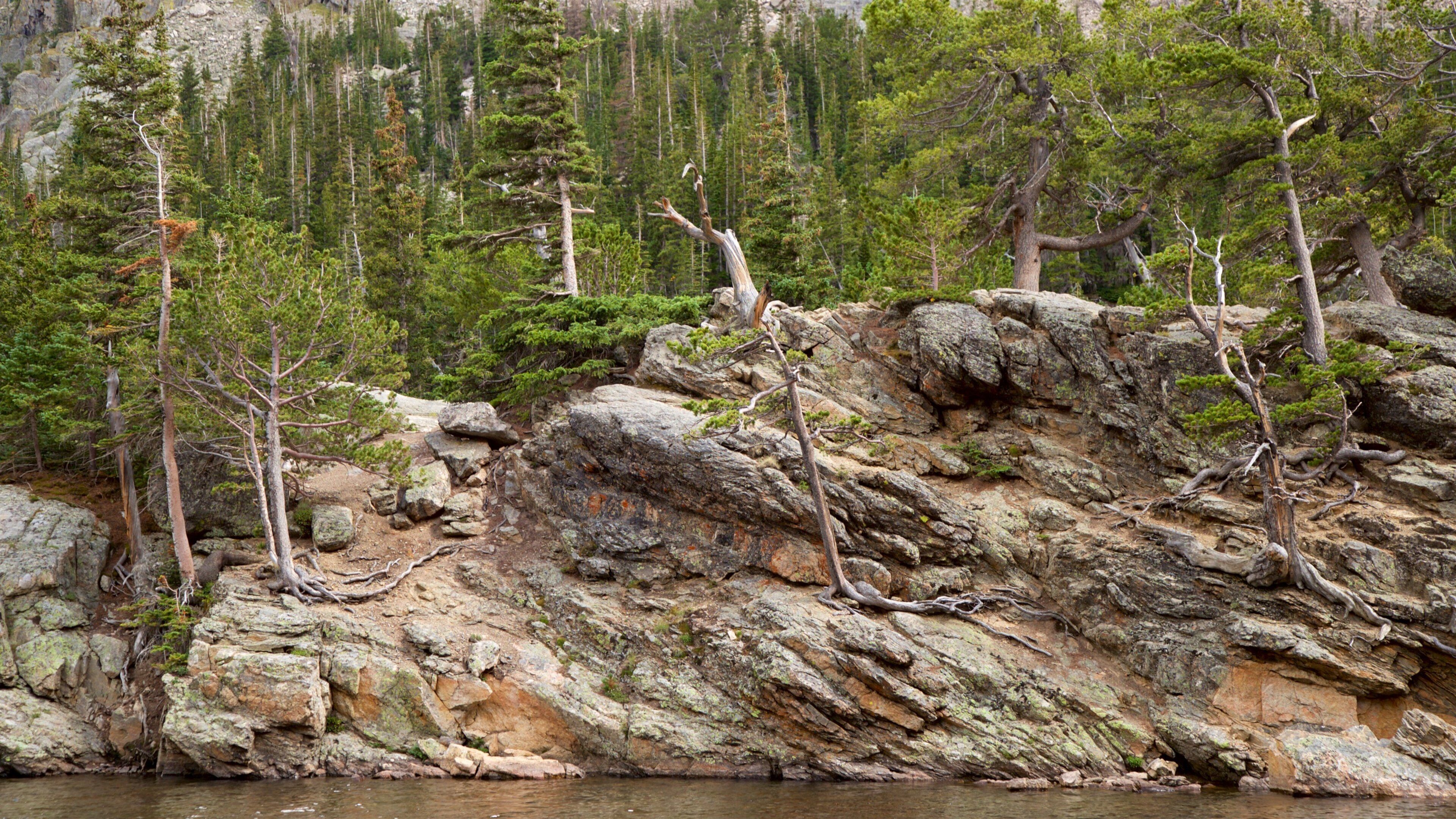 Estes Park som inkluderar skogar och en sjö eller ett vattenhål