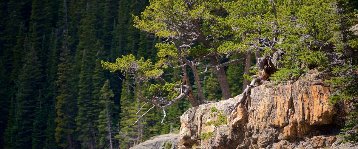 Estes Park showing a lake or waterhole as well as an individual male
