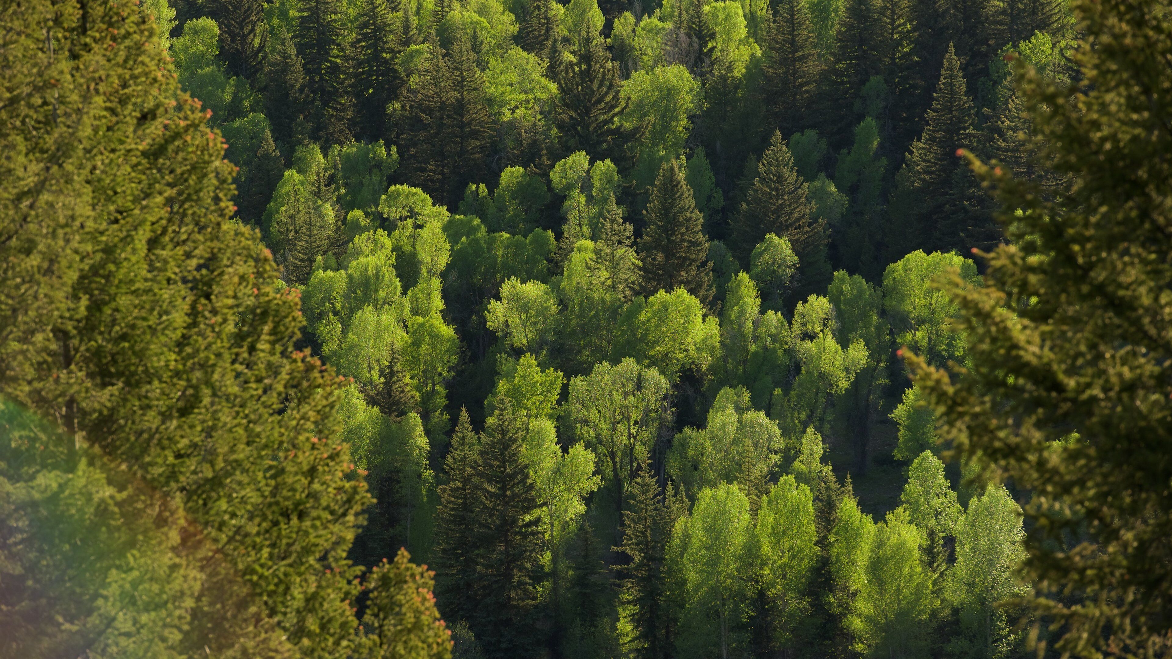 Snake River Overlook featuring forest scenes