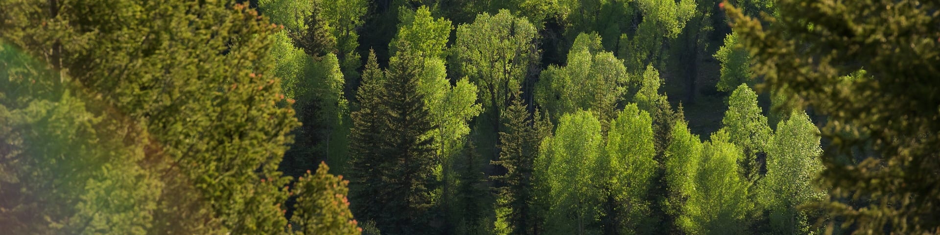 Snake River Overlook featuring forest scenes