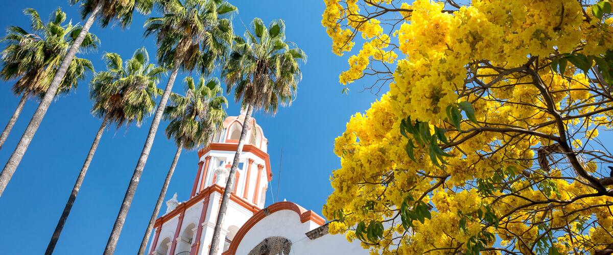 A white building with a red and white bell tower, surrounded by tall palm trees and yellow flowering trees against a clear blue sky.