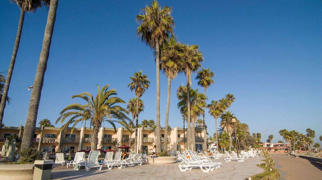 Palm trees on main avenue in Estero Beach Ensenada Baja California Mexico. summer vacation season