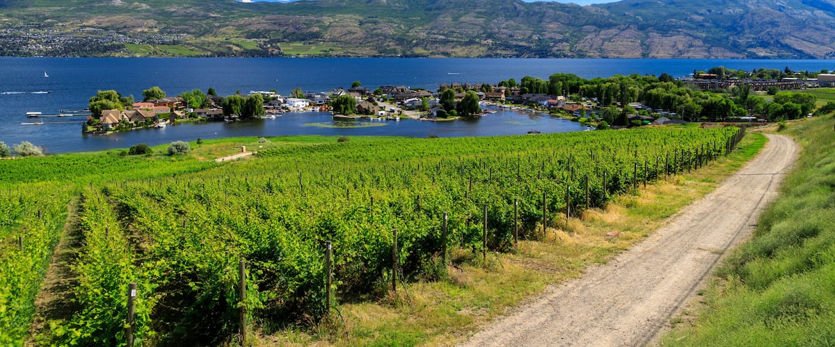 Viñedos con hileras de vides, un camino de tierra, un lago y montañas al fondo.