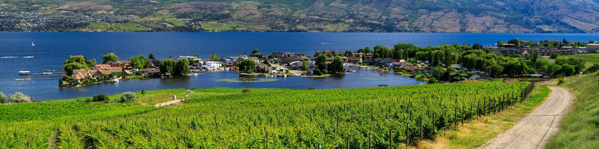 A vineyard with rows of grapevines, a dirt road, a lake, and mountains in the background.