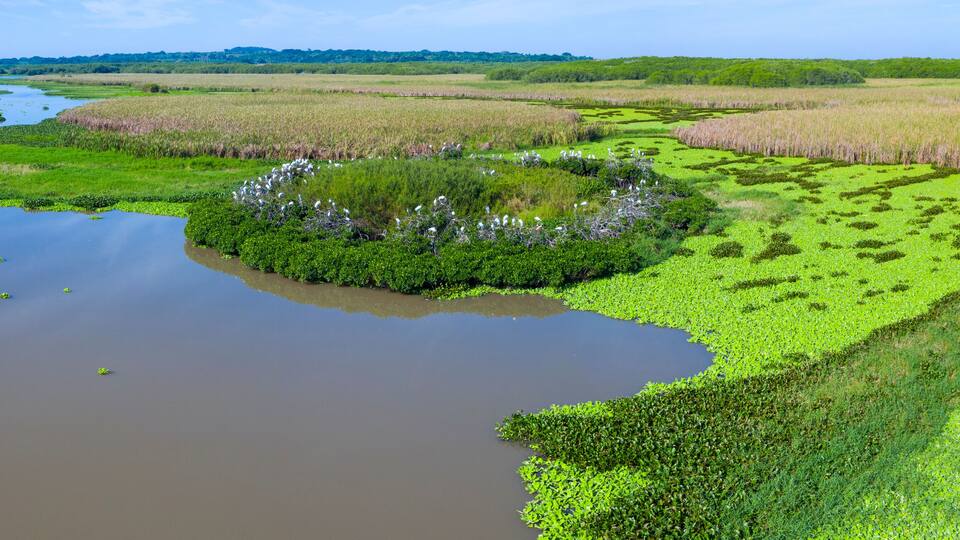 A wetland with water channels, dense green vegetation, and a distant forest.