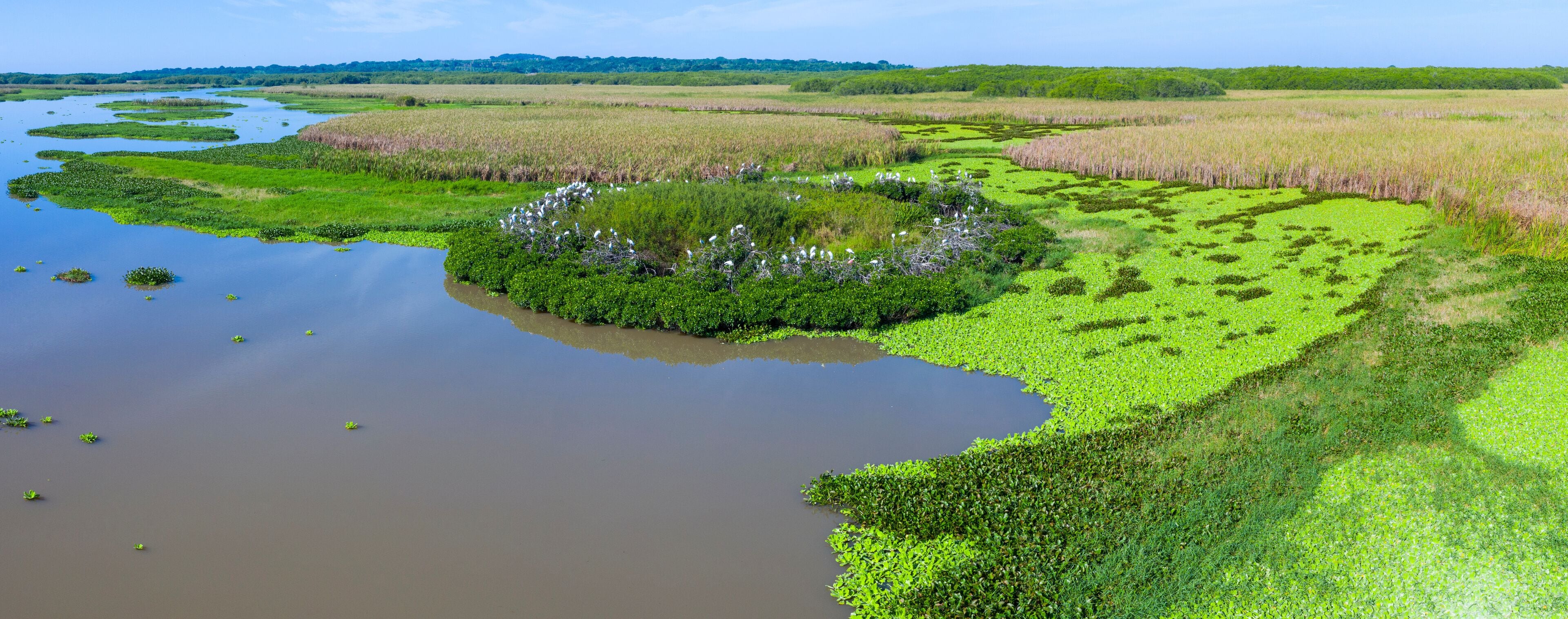 A wetland with water channels, dense green vegetation, and a distant forest.