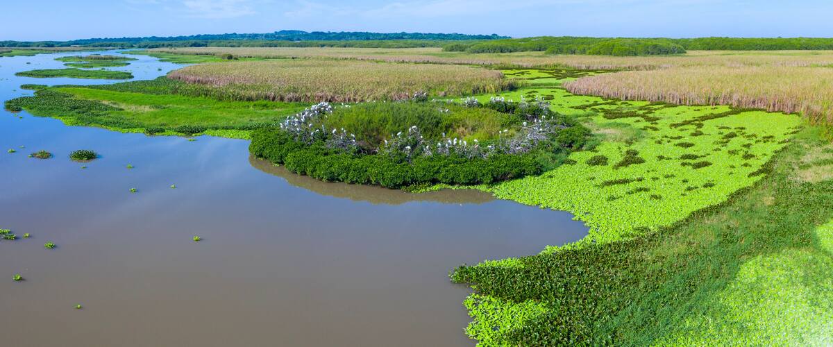 A wetland with water channels, dense green vegetation, and a distant forest.