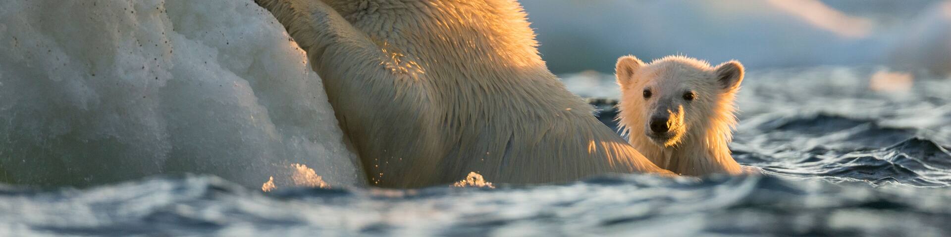 Polar Bear and Cub amid Sea Ice, Repulse Bay, Nunavut, Canada