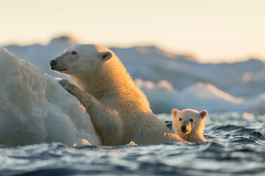Polar Bear and Cub amid Sea Ice, Repulse Bay, Nunavut, Canada