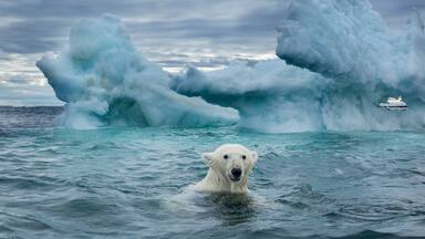 Polar Bear on Sea Ice near Repulse Bay, Nunavut, Canada