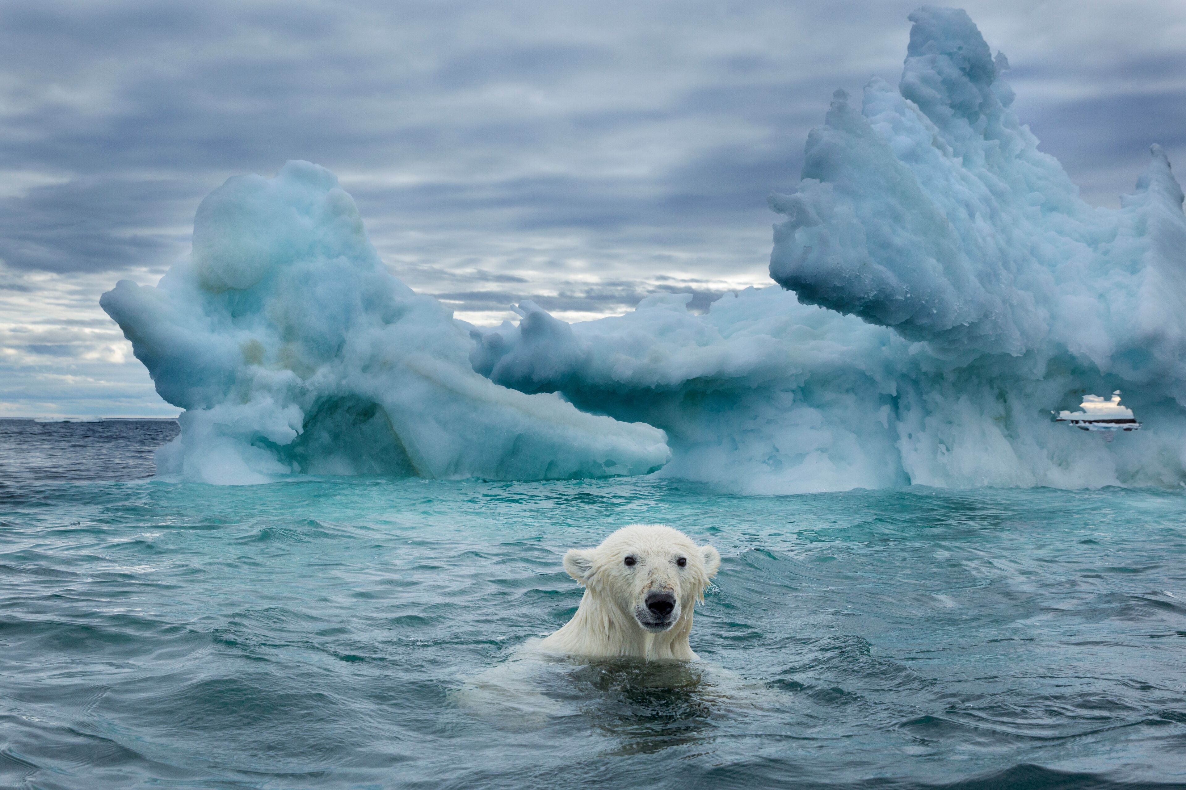 A polar bear in the ocean with large icebergs in the background.