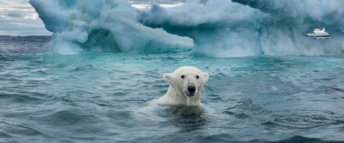 A polar bear in the ocean with large icebergs in the background.