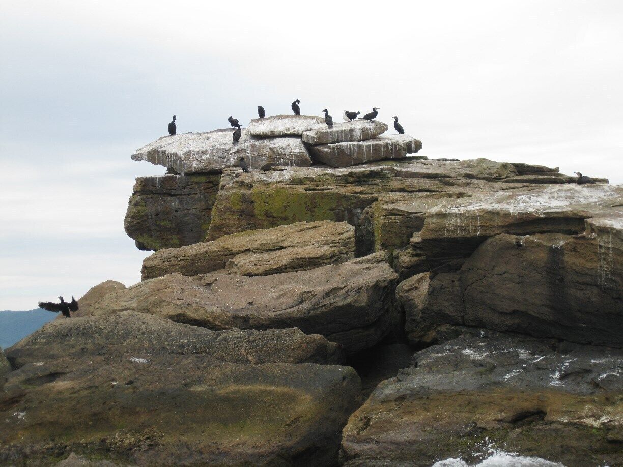 Another close up bird habitat, as seen from deck of Donelda's boat. These trips take you to inaccessible spots.