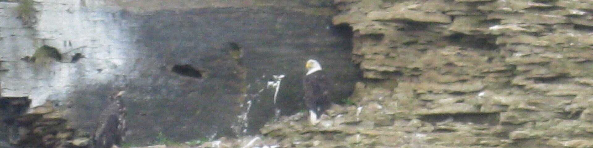 Bald eagle, seen in his natural environment way out in the waters north of Englishtown, on Donelda's tour.