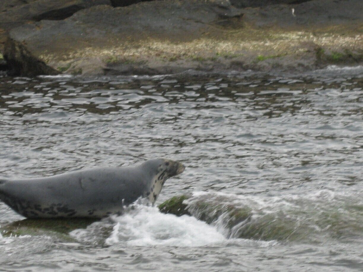 Donelda's boats get so close you can almost touch them.