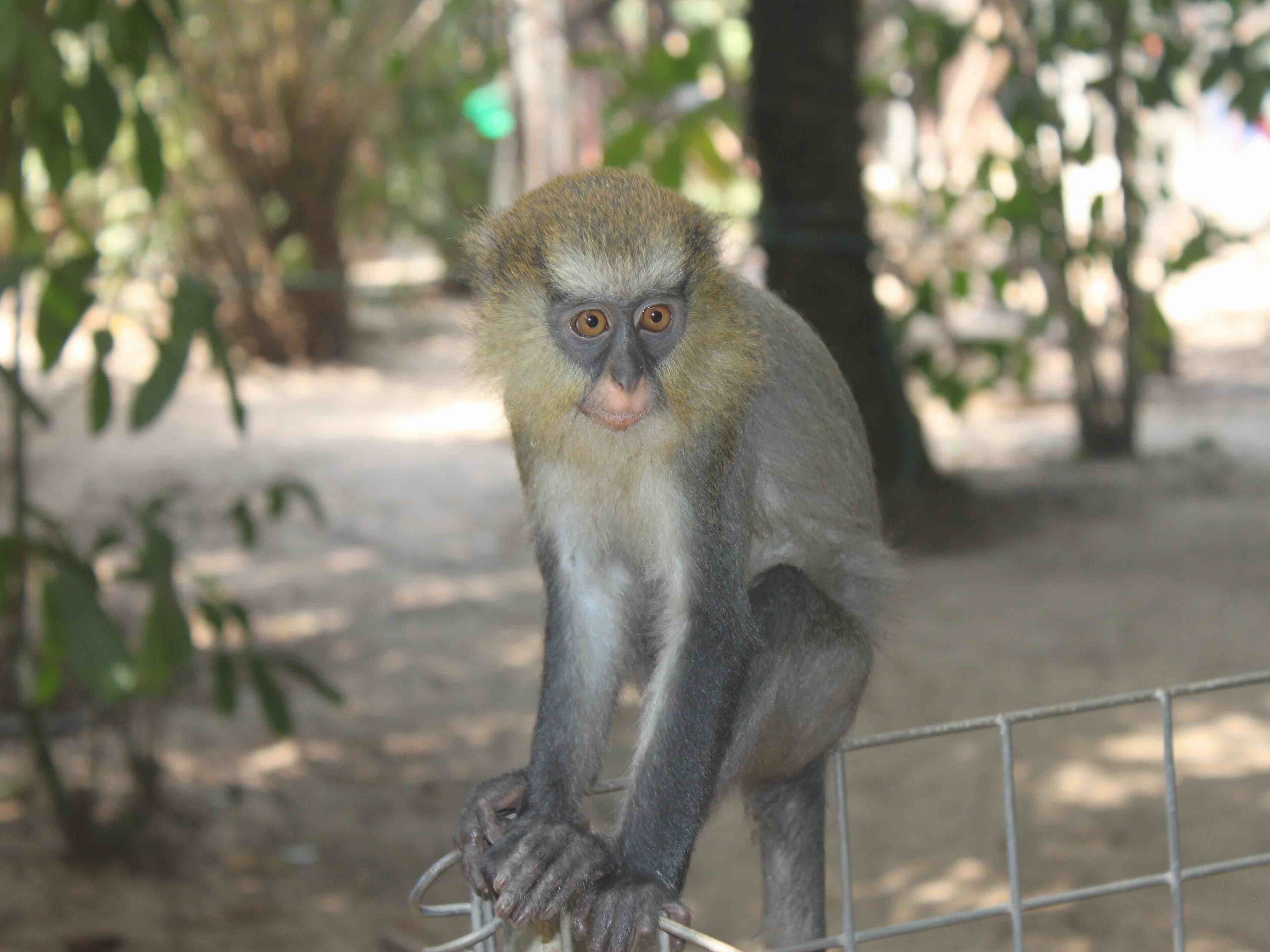 Tinga #LiBassa #wildlife sanctuary