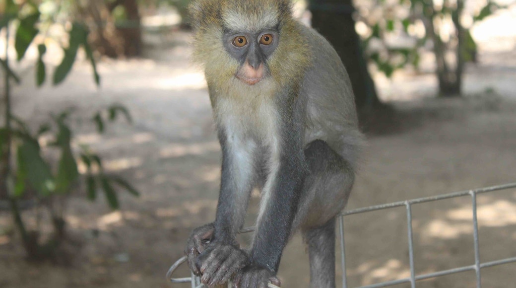 Tinga #LiBassa #wildlife sanctuary