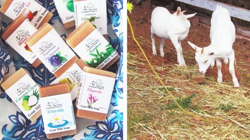 Soap, ice cream, and baby goats roaming the property - what's not to like?