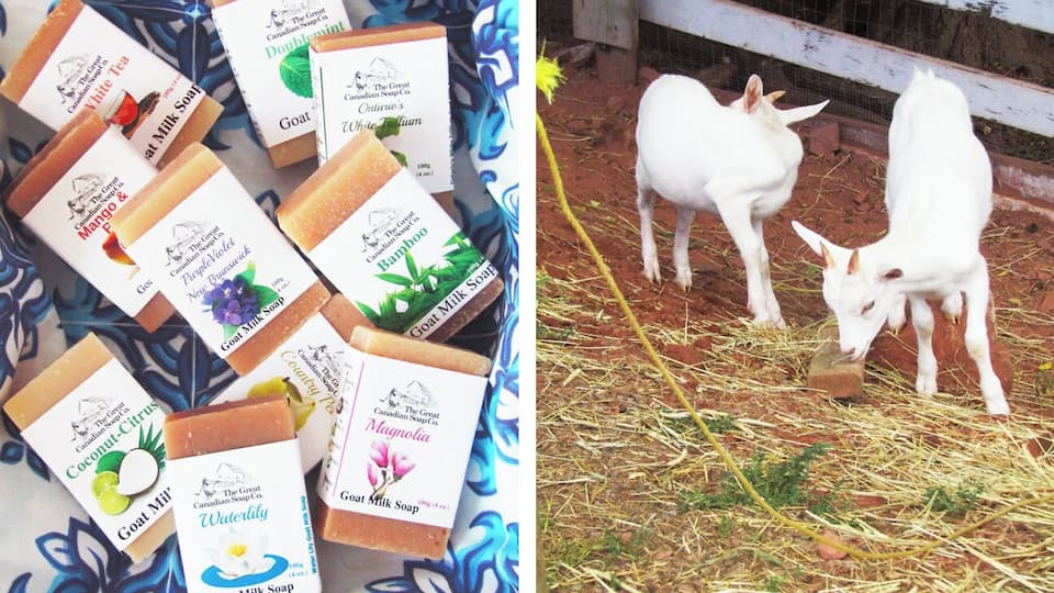 A variety of goat milk soap bars and two goats in a pen.
