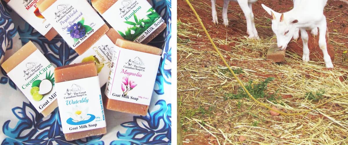 A variety of goat milk soap bars and two goats in a pen.