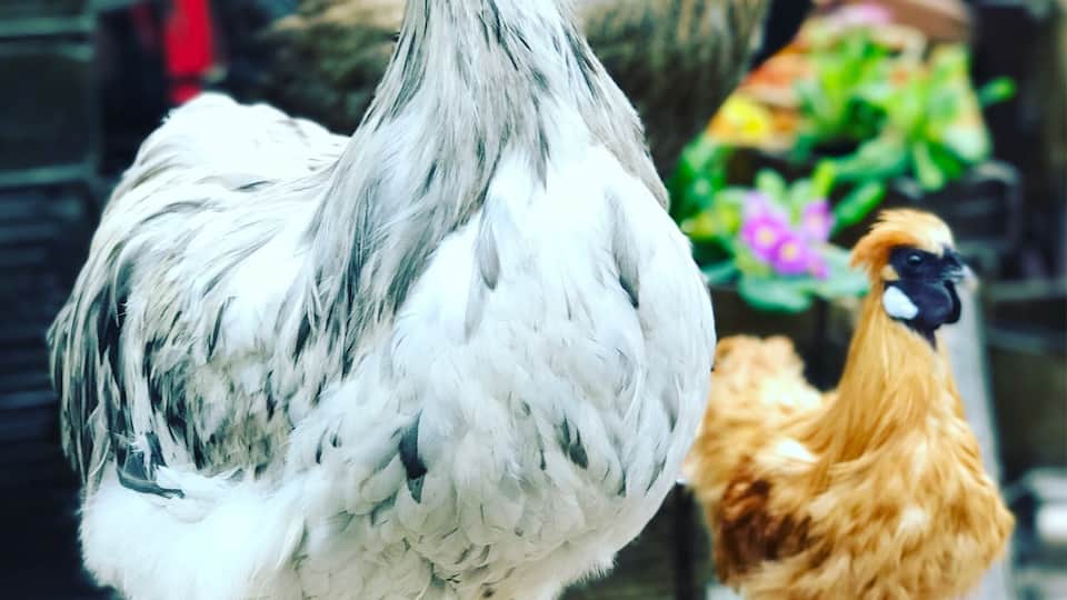 I spent two days getting lost in the maze that is the St Ouen Flea Market in the 18th arrondissement in Paris. Every Saturday ( most places open again on Sunday but Dat is the day) you will find everything from Socialist pins, antiques and old postcards to taxidermy. If you are in Paris on a Saturday, it is a must! #paris #fleamarket #