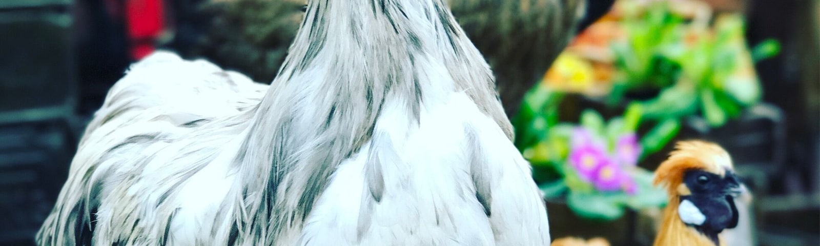 I spent two days getting lost in the maze that is the St Ouen Flea Market in the 18th arrondissement in Paris. Every Saturday ( most places open again on Sunday but Dat is the day) you will find everything from Socialist pins, antiques and old postcards to taxidermy. If you are in Paris on a Saturday, it is a must! #paris #fleamarket #