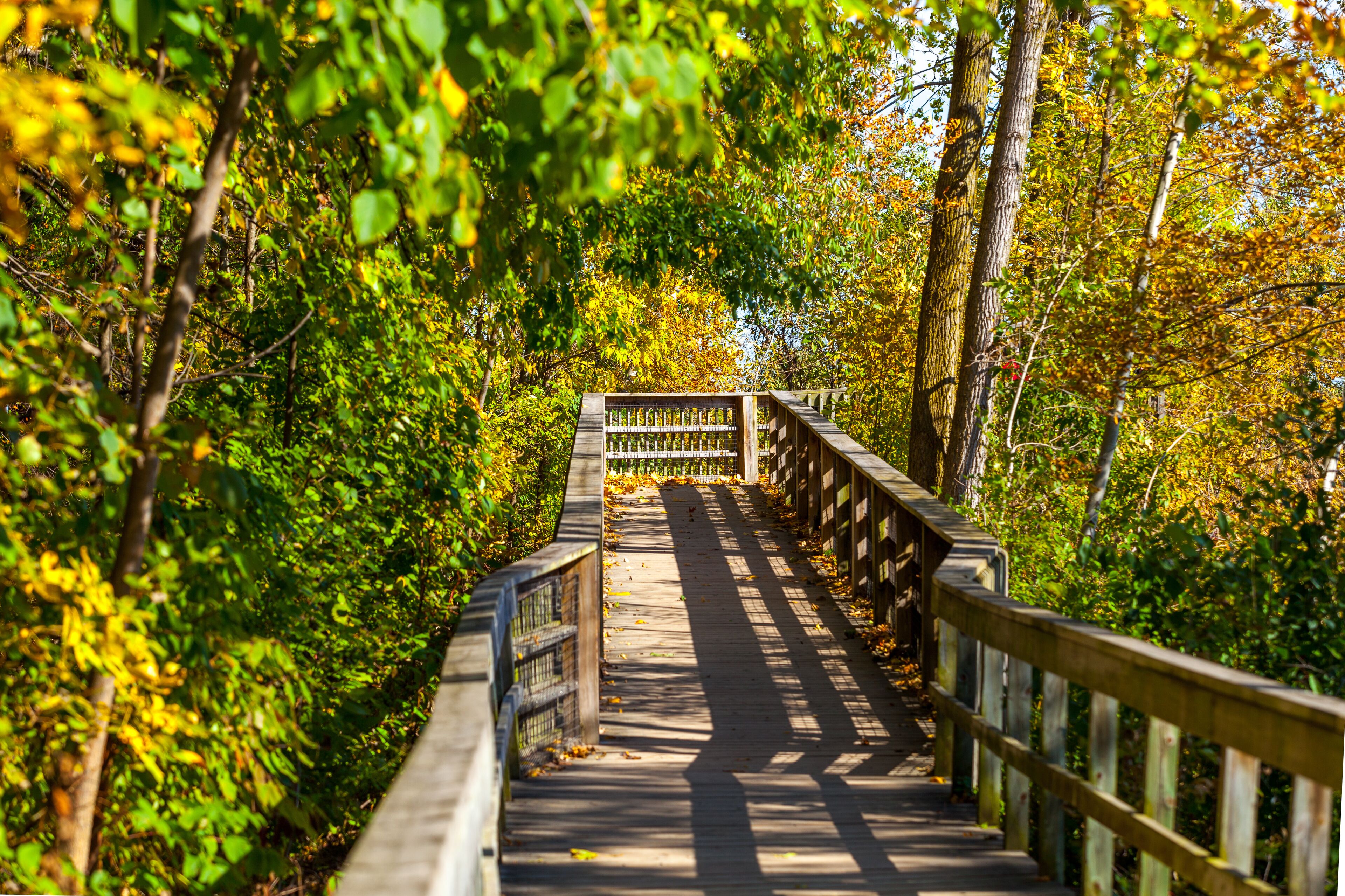Hamilton, CANADA - October 16, 2018: colorful sunny autumn full of colors in the park near Lake Ontario