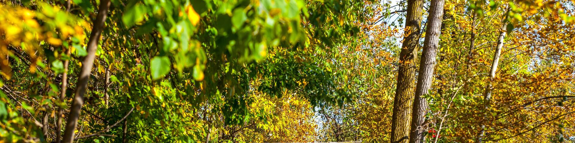 Hamilton, CANADA - October 16, 2018: colorful sunny autumn full of colors in the park near Lake Ontario