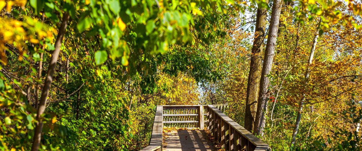 A wooden bridge surrounded by autumn foliage.