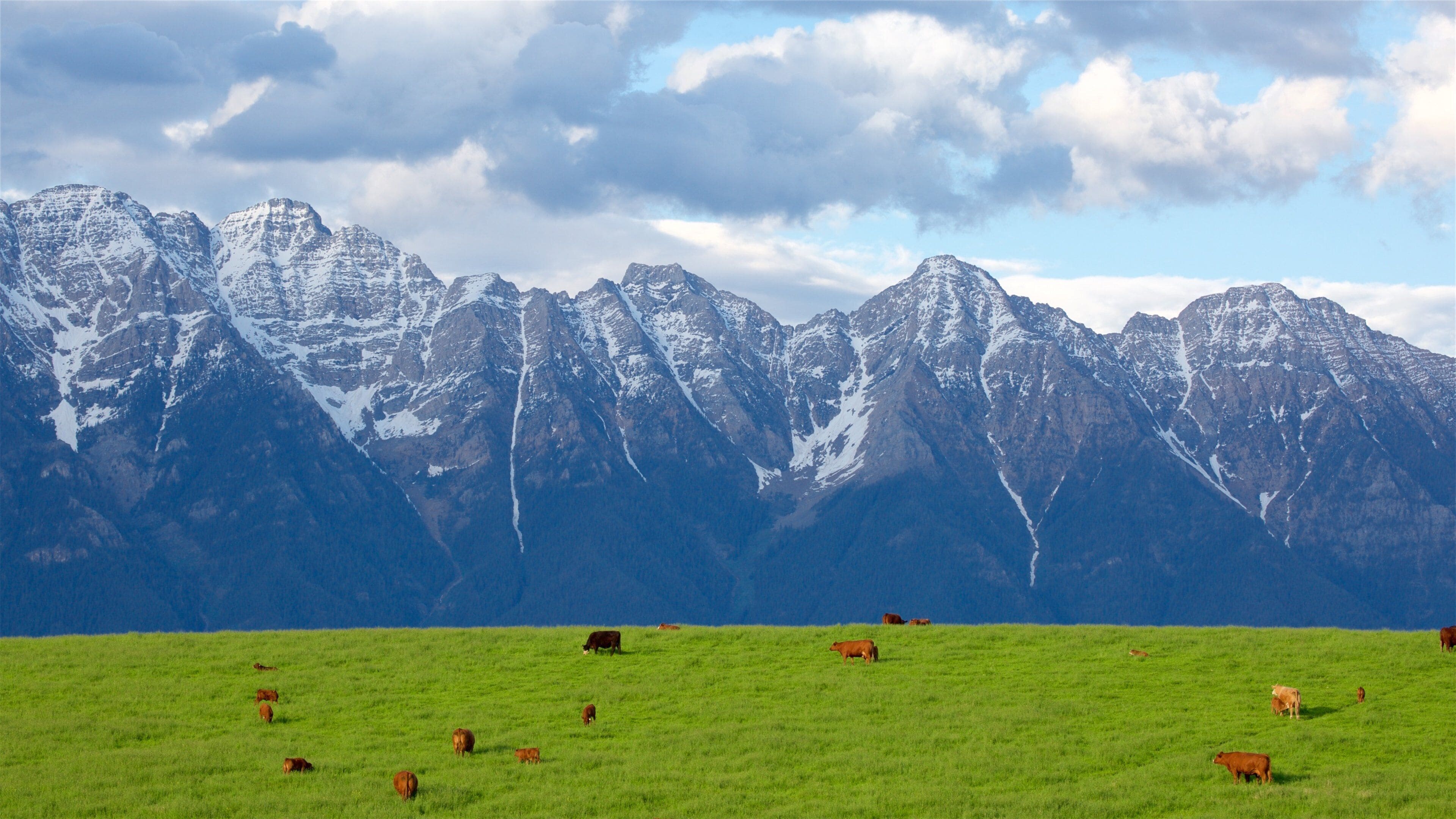 Fort Steele featuring land animals, mountains and tranquil scenes