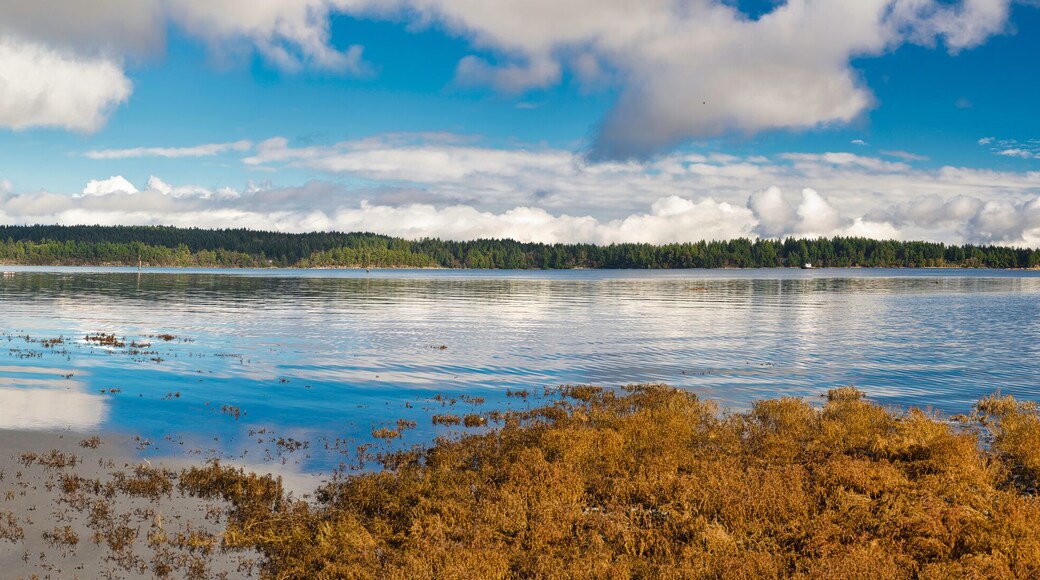 نورث أويستر