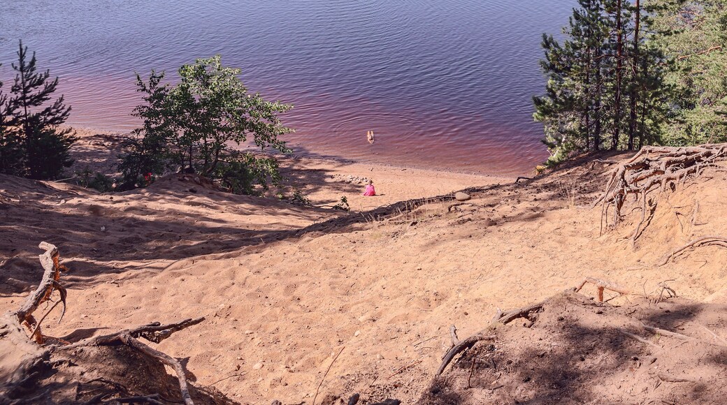 Sunny sandy beach and view of the forest lake against the backdrop of coniferous forest and blue sky