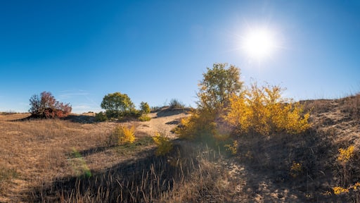 Douglas Provincial Park Sand Dune in Autumn