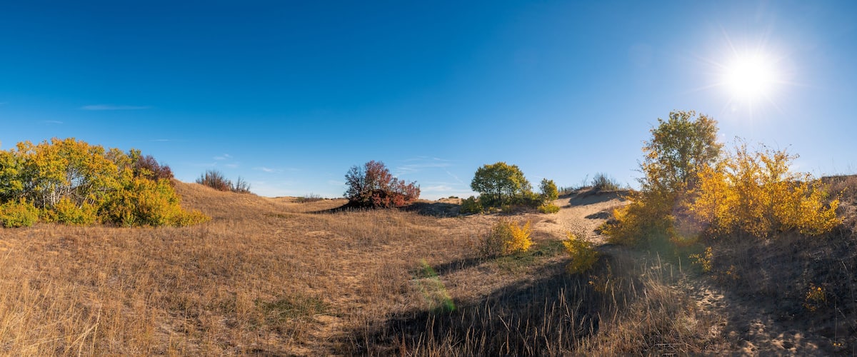 A dry grassland with scattered trees and a clear blue sky.