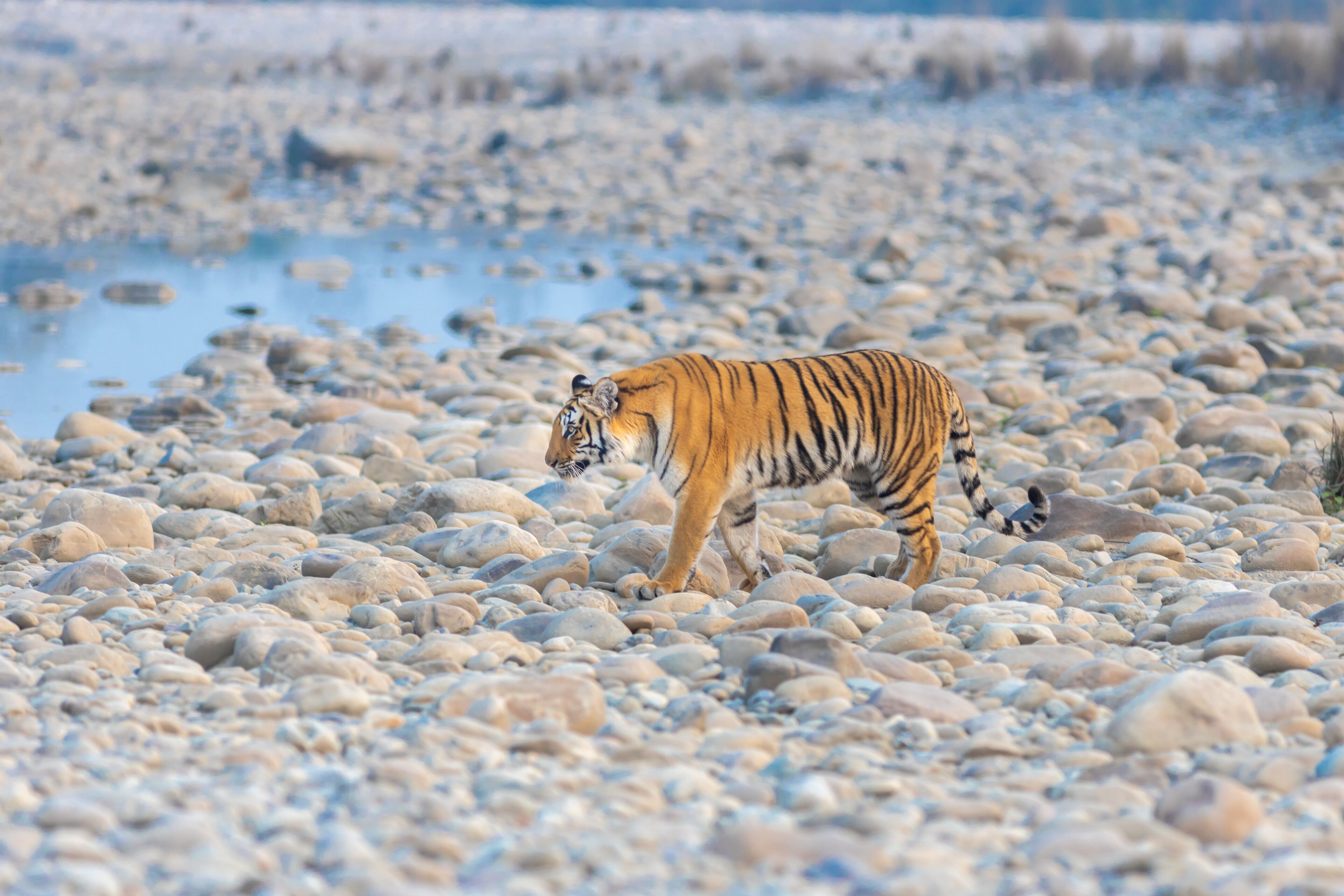 Tiger from Jim Corbett National park