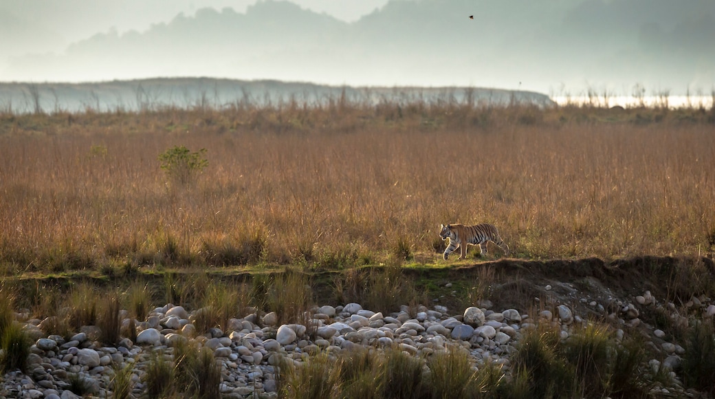 Wild royal bengal tiger in backlight on prowl for territory marking in scenic landscape of dhikala zone at jim corbett national park or tiger reserve uttarakhand india - panthera tigris tigris