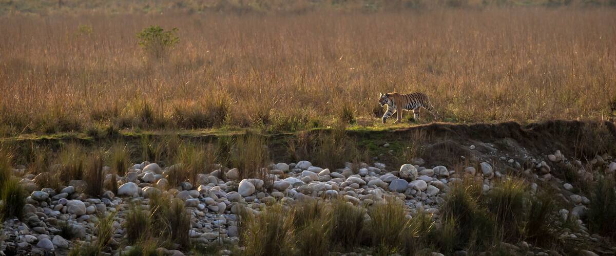 A tiger walking through a grassy field with a rocky riverbank and mountains in the background.