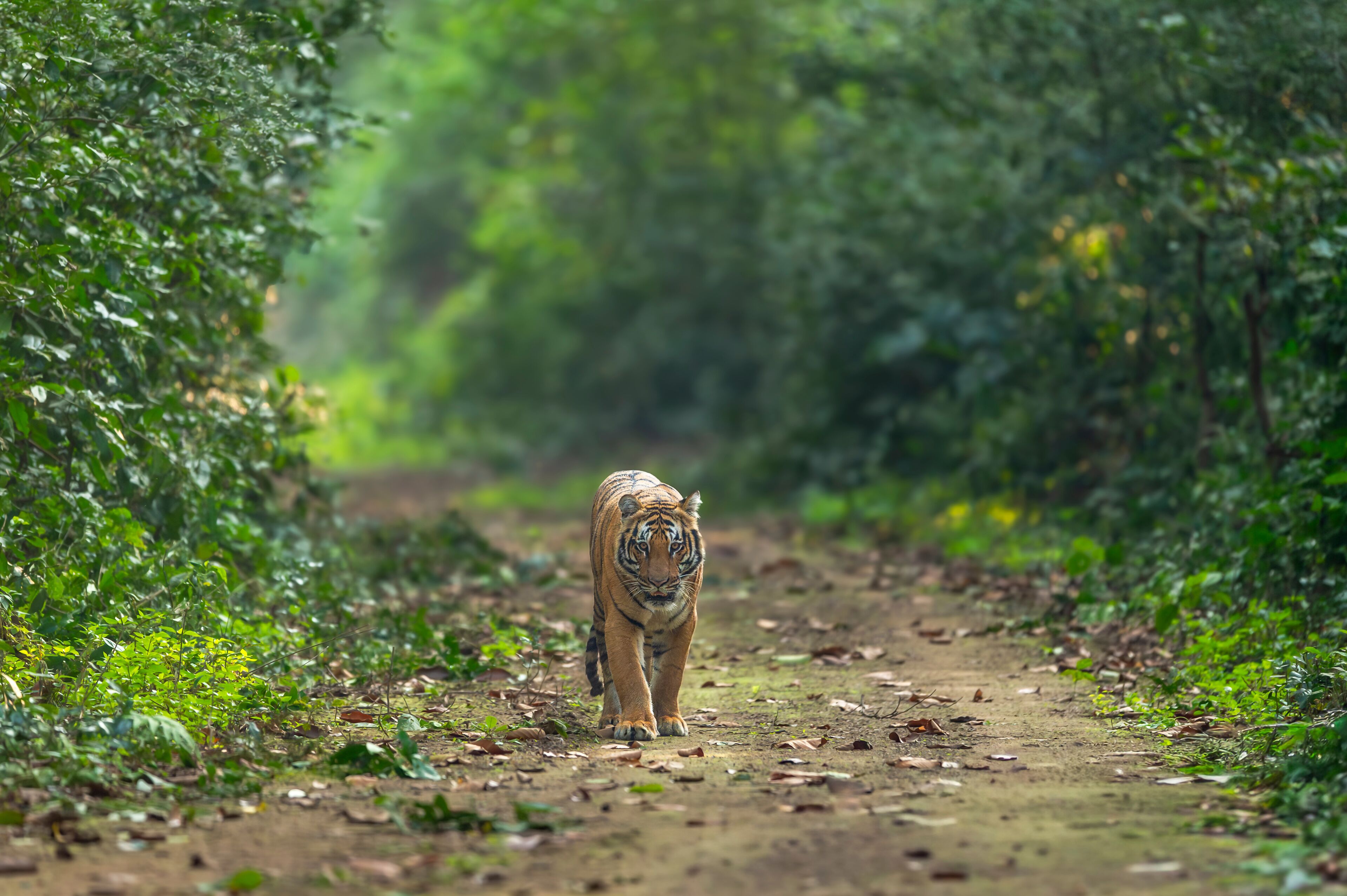 indian wild bengal male tiger or panthera tigris walking head on in natural scenic green background in winter season evening safari dhikala jim corbett national park forest reserve uttarakhand india