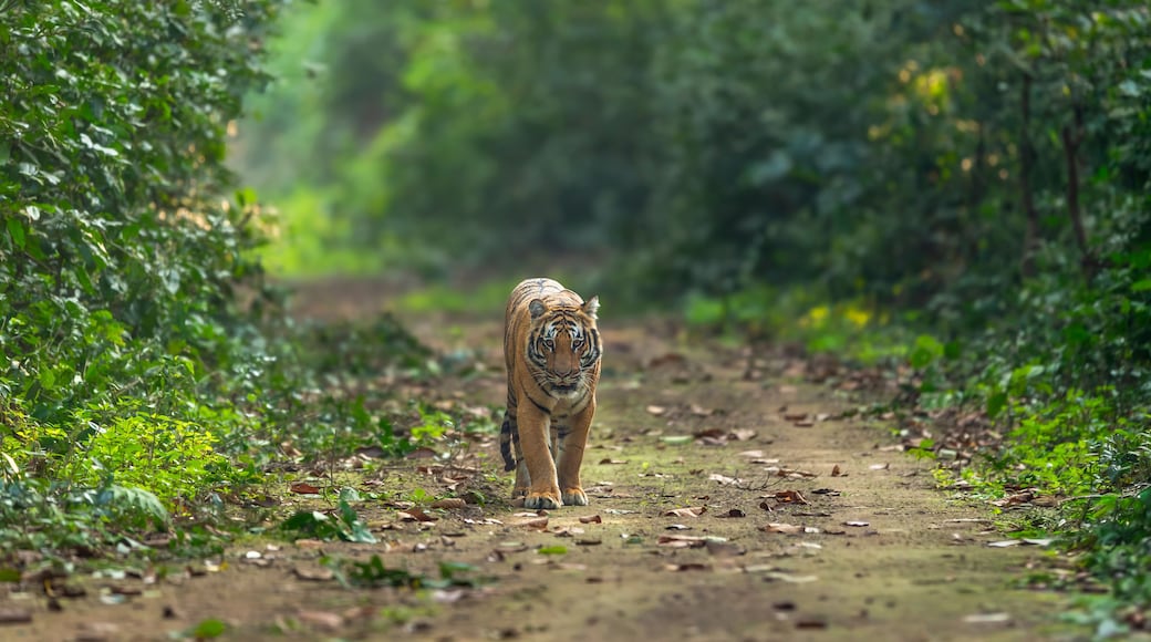 indian wild bengal male tiger or panthera tigris walking head on in natural scenic green background in winter season evening safari dhikala jim corbett national park forest reserve uttarakhand india