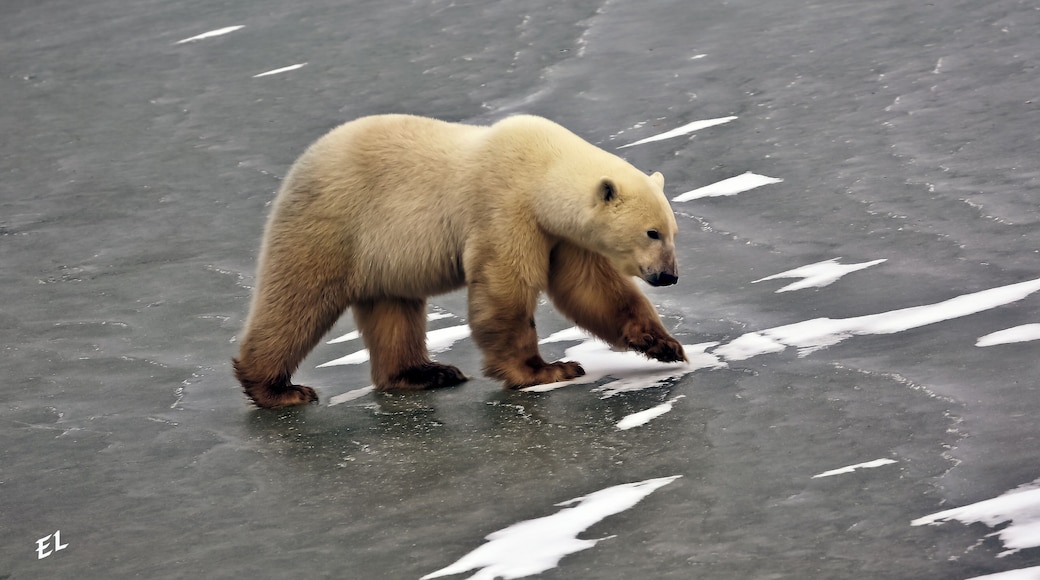 The Ice Bear Stalks for food on frozen Hudson Bay Canada. Polar Bears are trying to adapt to Global Warming but its a hard life when seal hunting season is reduced to 4 months a year.