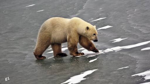 The Ice Bear Stalks for food on frozen Hudson Bay Canada. Polar Bears are trying to adapt to Global Warming but its a hard life when seal hunting season is reduced to 4 months a year.