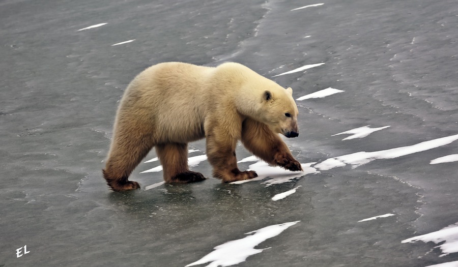 The Ice Bear Stalks for food on frozen Hudson Bay Canada. Polar Bears are trying to adapt to Global Warming but its a hard life when seal hunting season is reduced to 4 months a year.