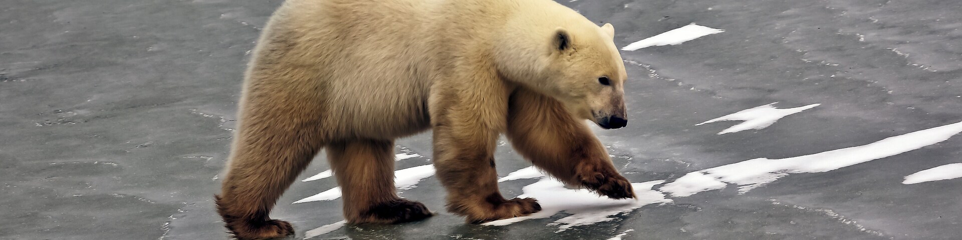 The Ice Bear Stalks for food on frozen Hudson Bay Canada. Polar Bears are trying to adapt to Global Warming but its a hard life when seal hunting season is reduced to 4 months a year.