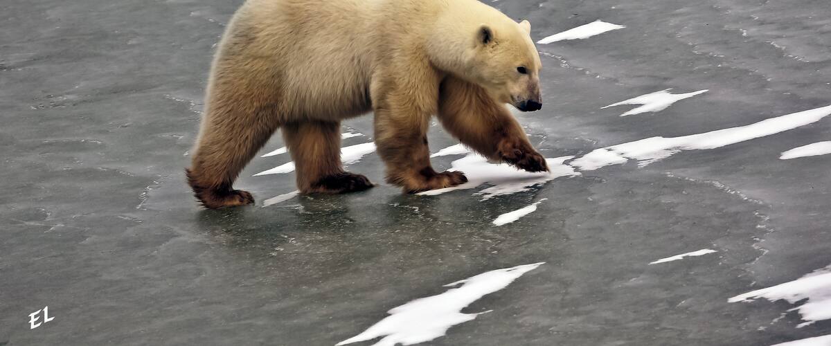 A polar bear walking on a frozen surface with patches of snow.