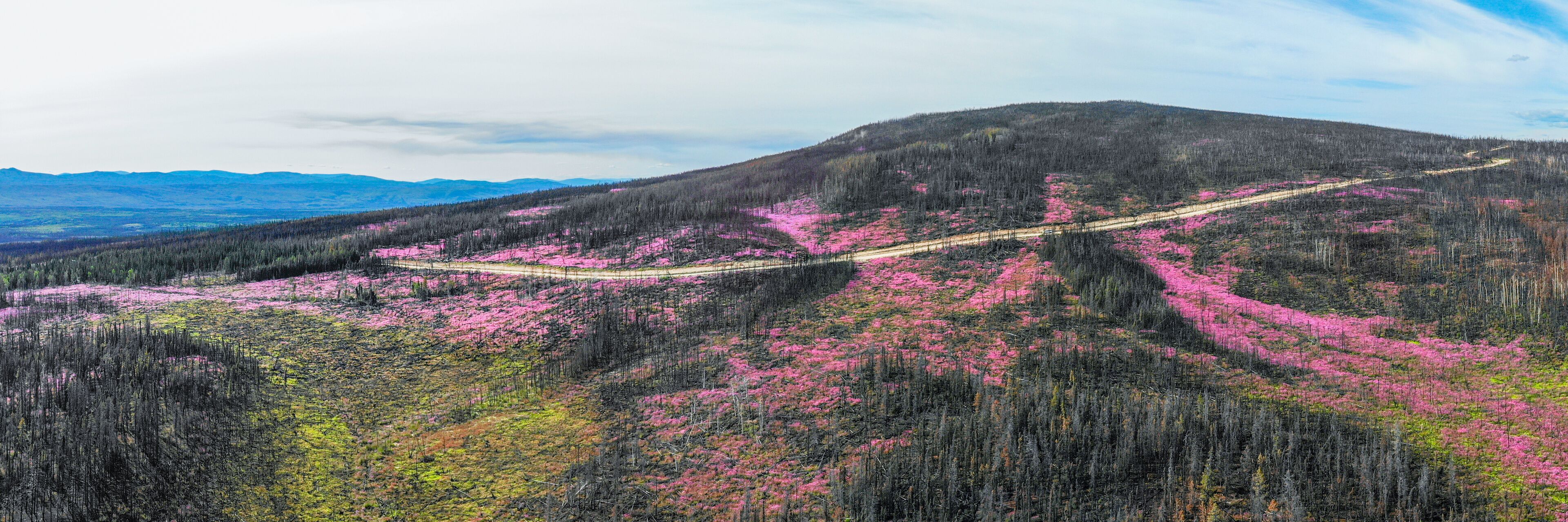 Canadian landscape in Yukon Territory, Canada that had a forest fire, now flourishing with Chamaenerion angustifolium Fireweed plant showing stunning pink aesthetic tones in wilderness of Canada. 