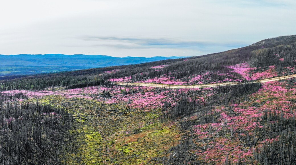 Canadian landscape in Yukon Territory, Canada that had a forest fire, now flourishing with Chamaenerion angustifolium Fireweed plant showing stunning pink aesthetic tones in wilderness of Canada.