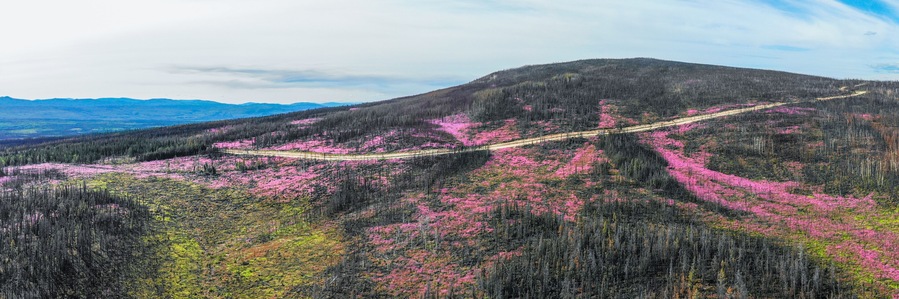 Canadian landscape in Yukon Territory, Canada that had a forest fire, now flourishing with Chamaenerion angustifolium Fireweed plant showing stunning pink aesthetic tones in wilderness of Canada.