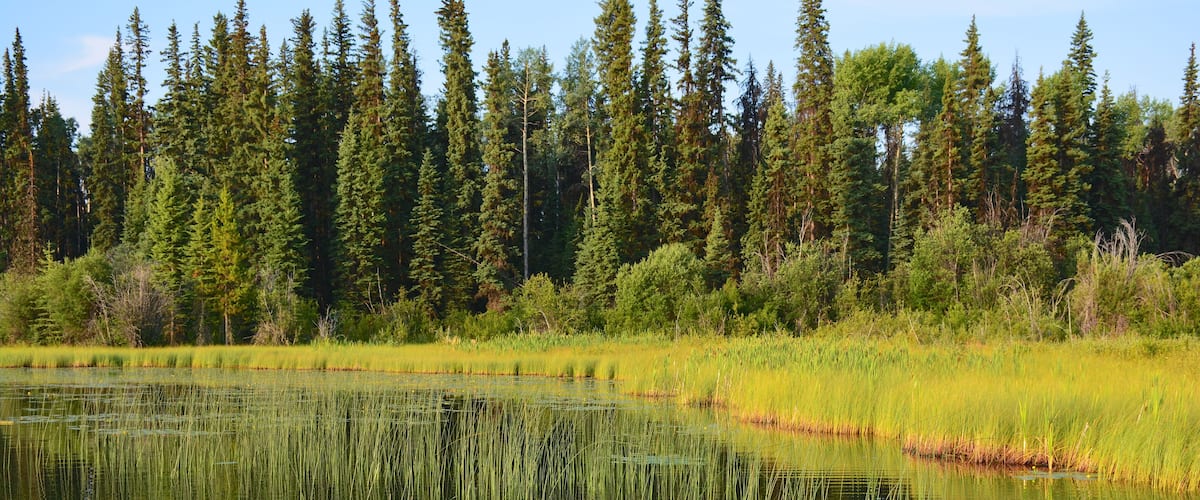A calm lake surrounded by dense coniferous forest.